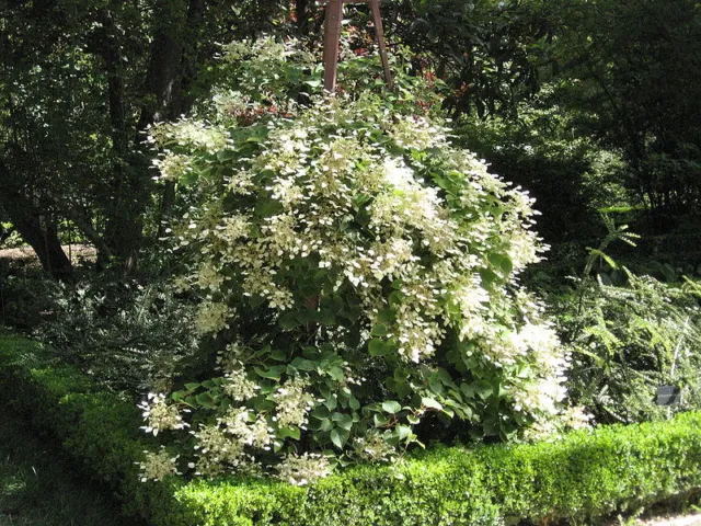 50 JAPANESE HYDRANGEA VINE White Flower Schizophragma Hydrangeoides Seeds 3