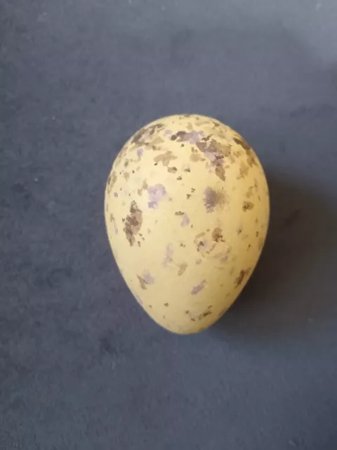 Hollow Replica Kittiwake egg.