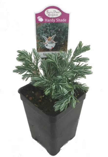 Boulevard Cypress - Chamaecyparis - 2.5" Pot - Fairy Garden Plant