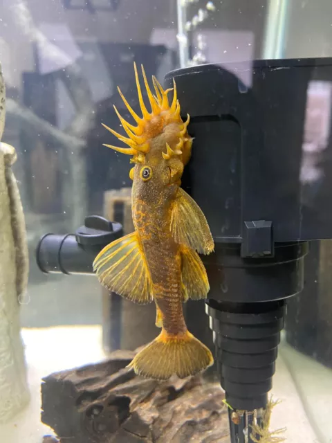 Bristlenose Pleco – (1) Calico Bristlenose Plecostomus Juvanile – High Quality