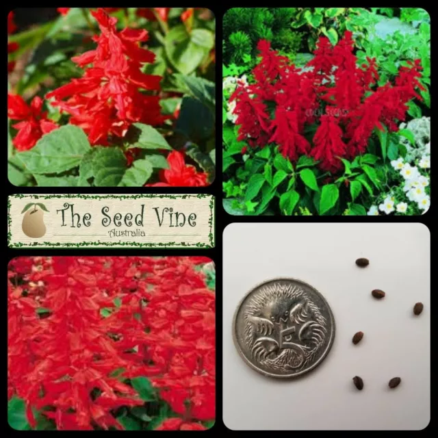 50+ SALVIA RED ROCKET SEEDS (Salvia splendens) Red Sage Flowering Garden Shrub