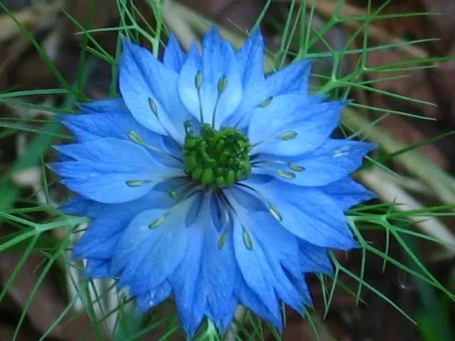 500 BLUE LOVE IN A MIST Miss Jekyll Nigella Damascena Flower Seeds *Comb S/H