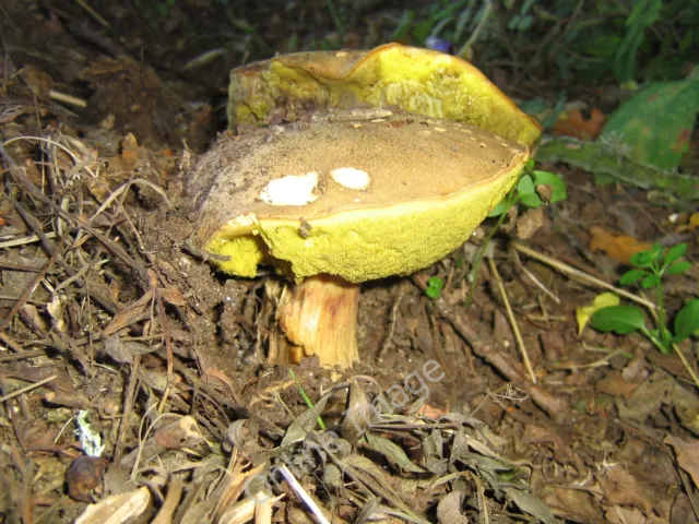 Photo 12x8 Cep by the side of the road Cowley/SX9095 Two mushrooms by the c2011