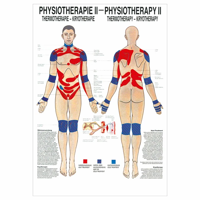 Rüdiger Hautinnervation Poster Anatomie 70x50 Cm M Produktbild-Vorschau 2