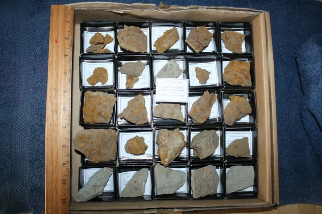 Pennsylvanian fossil brachiopod sea bottom slabs wholesale dealer lot Strawn #1