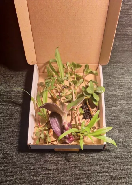 Mystery House Plant Cutting Small Box(16.5cmX12.5cm ) rooted/unrooted 7 Cuttings