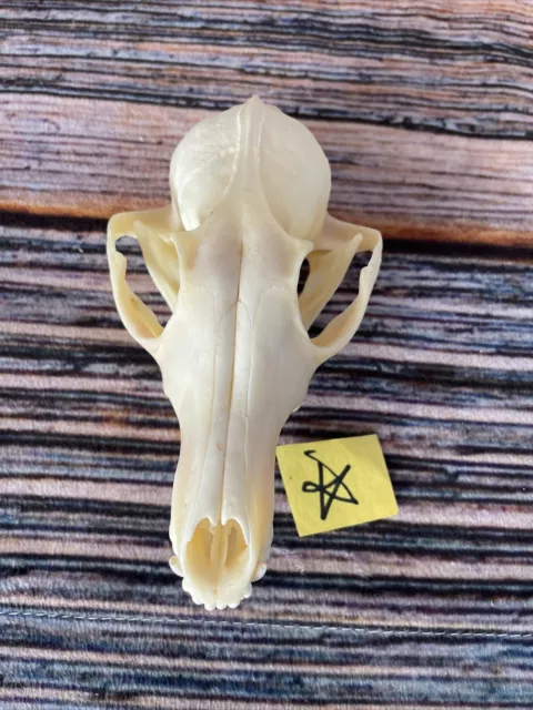 Real Red Fox Unique Animal Mount Halloween Skull Art Craft Mountain Man Canine