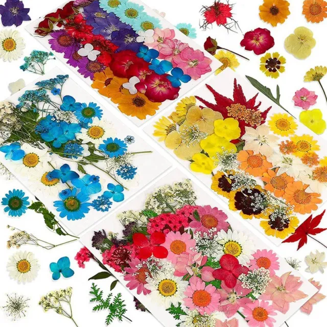 167 Pieces Real Dried Pressed Flowers Natural Dried Flowers Leaves Colorful  Dry Daisy Flowers Mixed Multiple Dried Flowers for DIY Candle Resin Nails