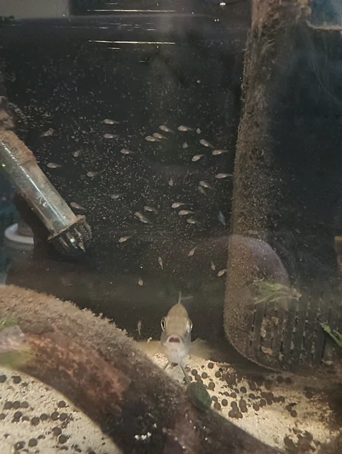 Rainbow Cichlid Fry, Herotilapia multispinosus, Can Grow Up To 5"