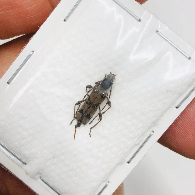 Cerambycidae sp A2 from Weixi Yunnan 7777