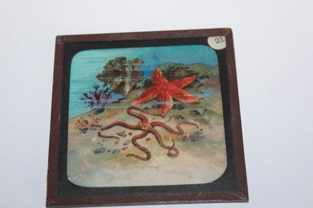 ANTIQUE COLOURED MAGIC LANTERN SLIDE SEA BED MARINE STAR FISH No 21 2