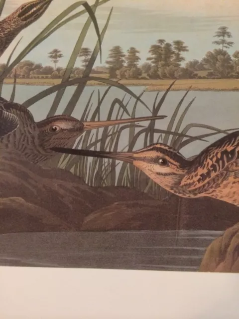 Common Snipe Audubon Bird Picture Plate Poster 172