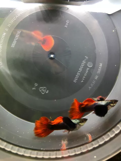 1 Pair Live Guppy Fish - Dumbo Red Tail Big Ear Good Side 1 Pair Live Guppy Fish - Dumbo Red Tail Big Ear Good Side
