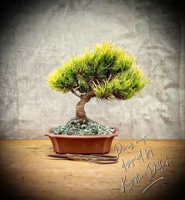 Pinus mugo „Carstens’s Wintergold“ - Bergkiefer BONSAI #3