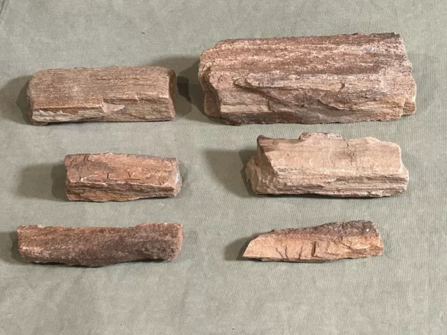 Petrified Wood Lot 3.5lbs (Zion National Park Utah, USA) Fossilized Wood etc.