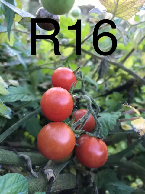 graine / seed tomate taille cerise variété " ROSE QUARTZ MULTIFLORA "