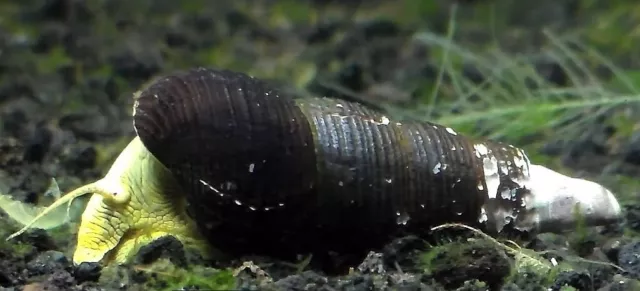 Poso Yellow Rabbit Snail ** Algae Eating Tropical Freshwater Snail ** Sulawesi