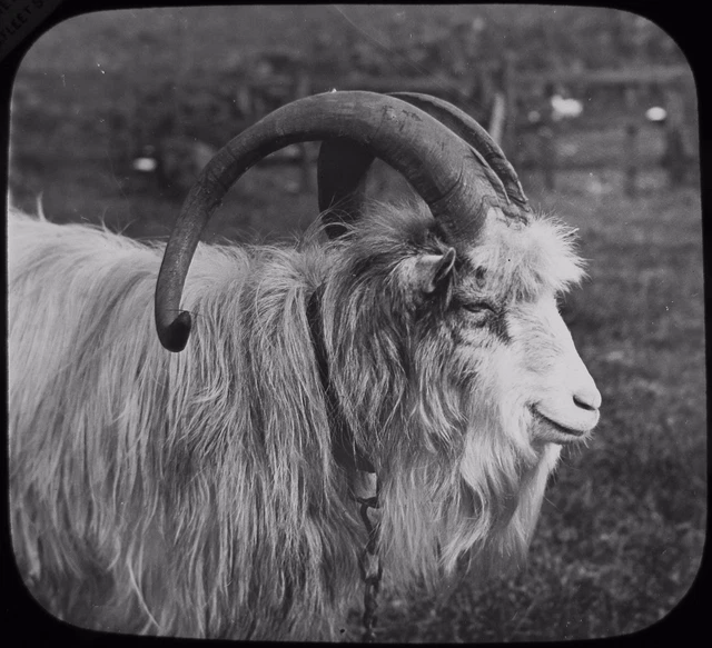 Glass Magic Lantern Slide A GOAT C1890 PHOTO FARMING