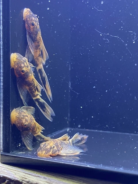longfin super red calico bristlenose pleco(read description)
