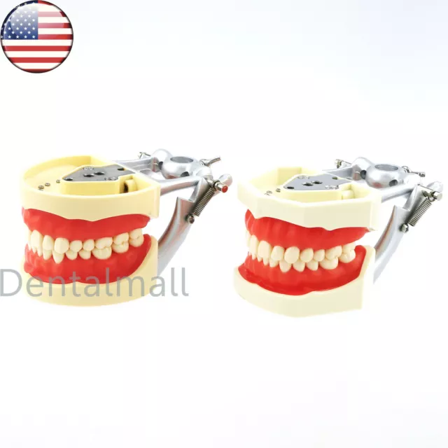 US Dental Typodont Model Removable Preparation Teeth Kilgore NISSIN 200/500 Type