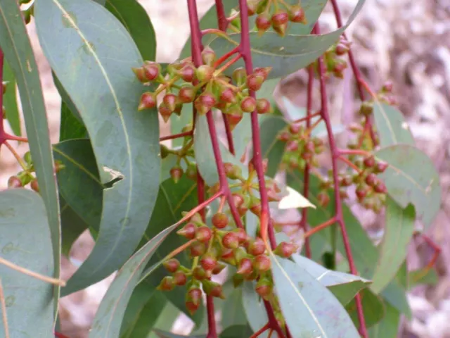 Eucalyptus camaldulensis (River red gum) - Native Tree 1000 Seeds