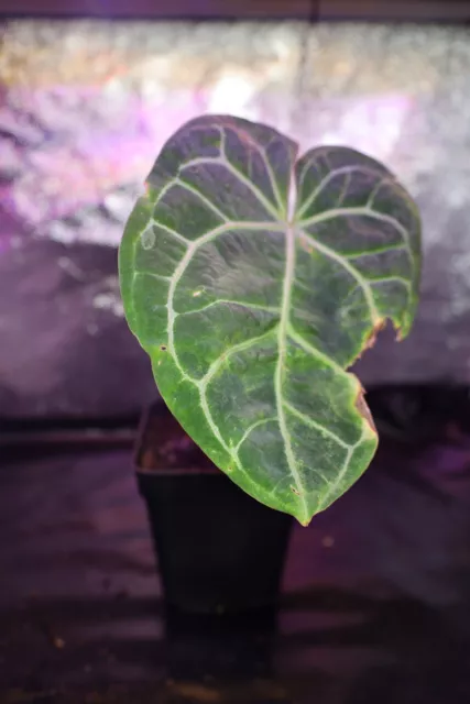 Anthurium Crystallinum