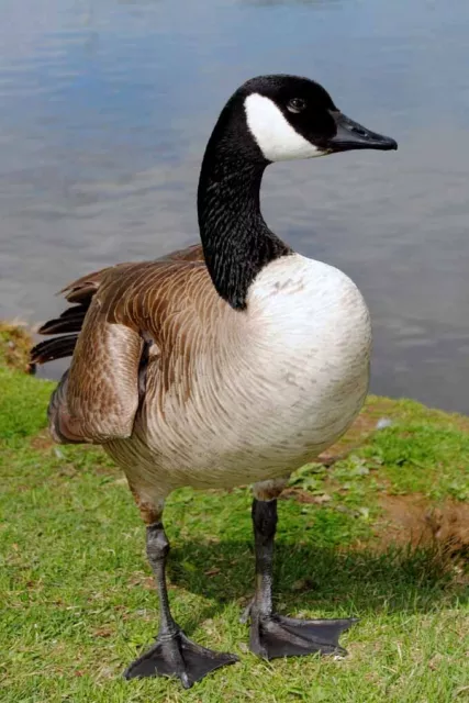 Canada Goose Canadian Geese Wild Bird Photograph Picture Print