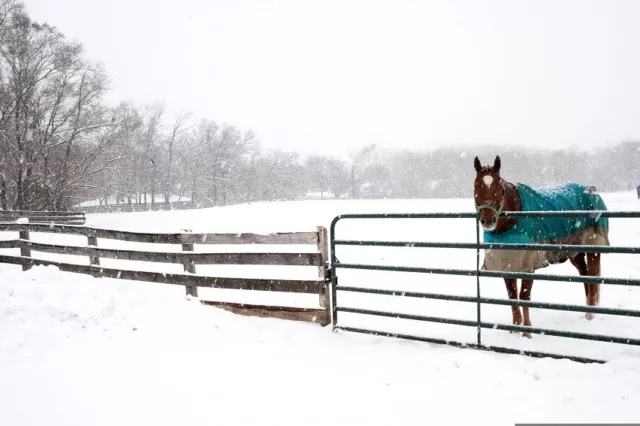 Snow Horse Field Canvas Wall Art Canvas Prints Framed Pictures 30"x20"