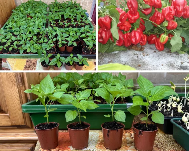 Naga Chilli Plants Naga Morich. X3