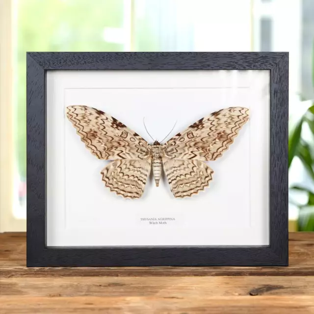 Witch Taxidermy Moth Frame (Thysania agrippina)