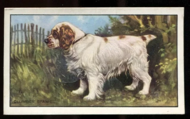 Tobacco Card, Gallaher, DOGS, 1936, 1st Series, Clumber Spaniel, #26