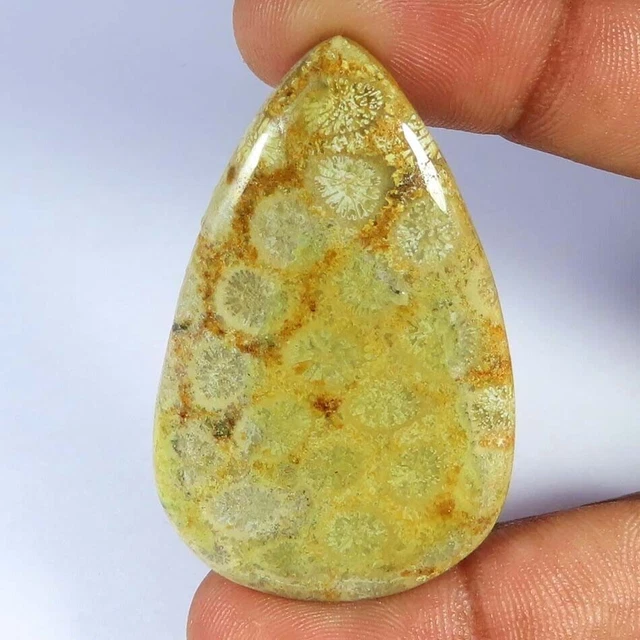 50.50Cts. Cabochon de poire de corail fossile 100% naturel pierres...