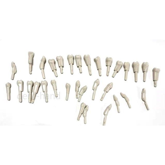 Dental Tooth Model for KaVo Basic 32Pcs Model Spare teeth Retention Mechanism