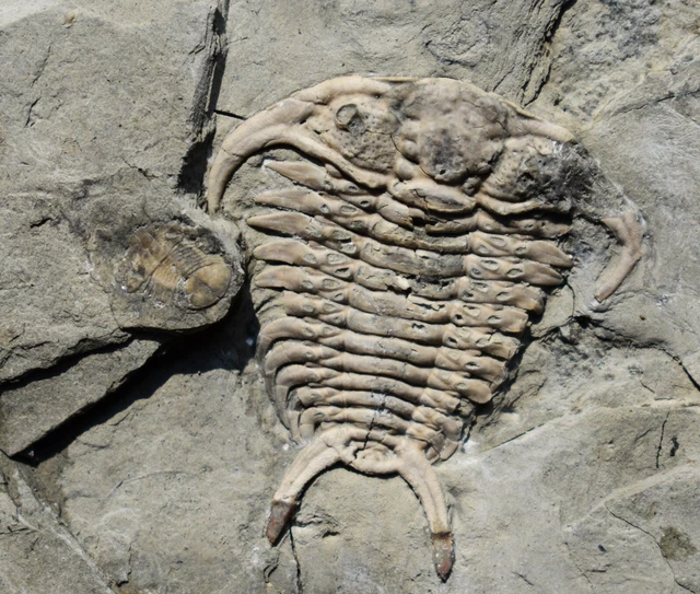 RARE CERAURUS & Failleana Ivory-Colored Trilobite Duo, Upper Ordovician ...