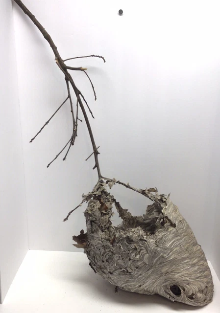 Large Natural Paper Wasp Bee Hornet Hive On Branch Taxidermy Nest 18” By 11”
