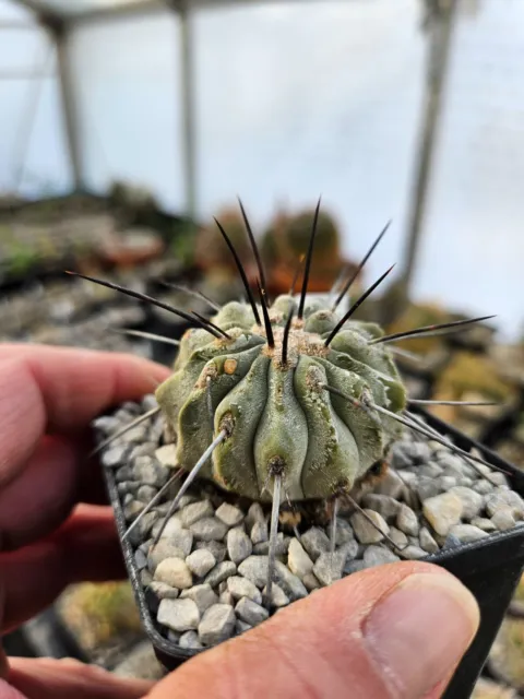 Copiapoa dealbata one spine  WE/own roots very rare, 2