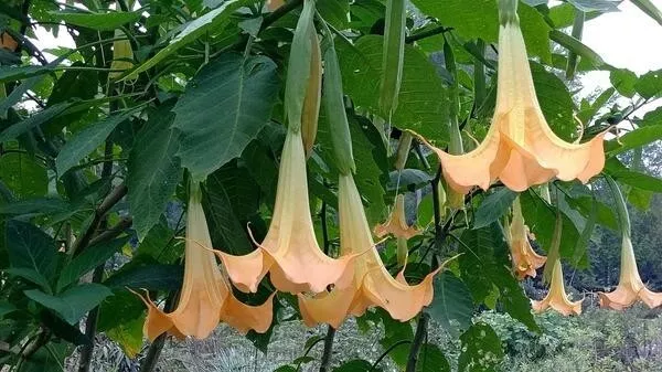 Brugmansia " Charles Grimaldi "  Young Plant From Cutting 29/03/24