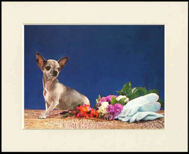 Chihuahua Lovely Dog Print Mounted Ready To Frame