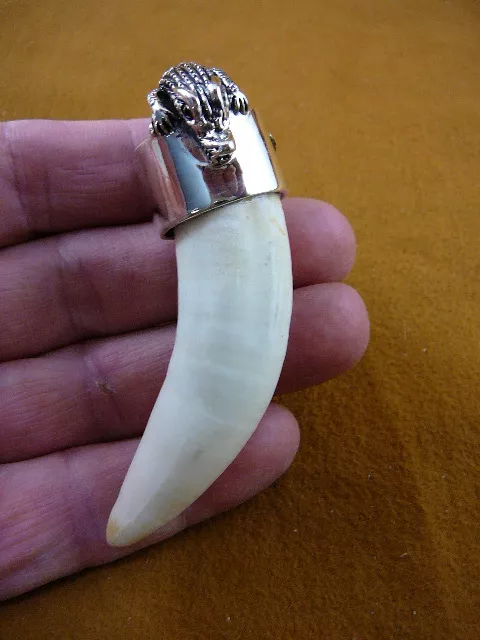 (G963-13) Extra LARGE 3-1/2" GATOR Alligator Tooth SILVER CAP gators Pendant