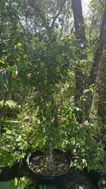 Barbados Cherry (Acerola/Wild Crapemyrtle) - Cây sơ Ri - Live Plant | no CA