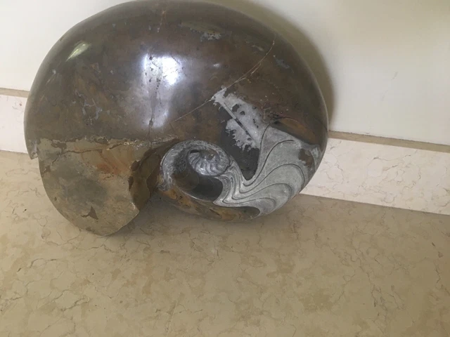 Ammonite Cretácico