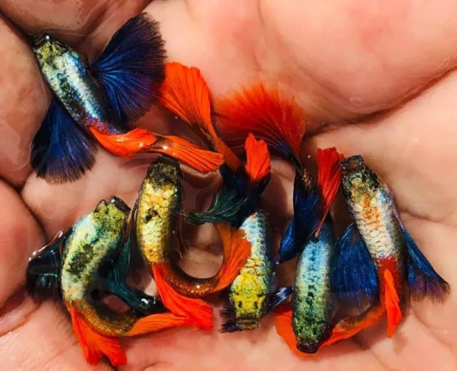 1 Trio Live Guppy Fish Dumbo Red Tail High Quality Usa Seller - 1 Male 2 Female