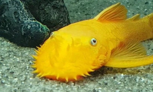 Blue Eye Lemon Pleco - Live Aquarium Fish - USA Breeder / Seller 2