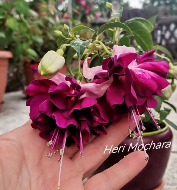 Fuchsien "Heri Mochara " hängend bewurzelte Steckling riesige Blüten