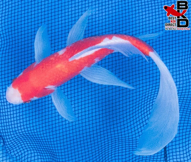 9" SARASA COMET GOLDFISH Live Koi Fish Garden Pond Fin BKD G1