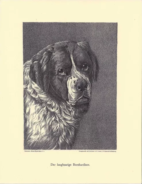 1890 Jean Bungartz Dog Art Head Study Print Reproduction SAINT ST ST. BERNARD