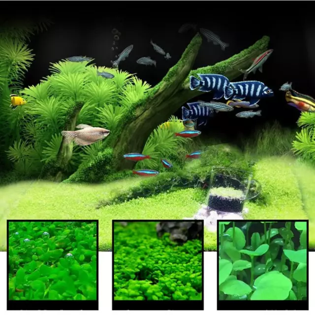 5g/bag Aquarium Plant Seeds Fish Tank Aquatic Water Grass Foreground Easy Plants