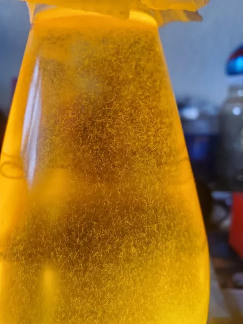 Vinegar Eels Large Live Culture Food For Fish Fry 2oz.