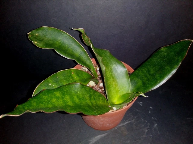 SANSEVIERIA SUBSPICATA 'ROSEA Grandis' rare snake plant $9.99 - PicClick