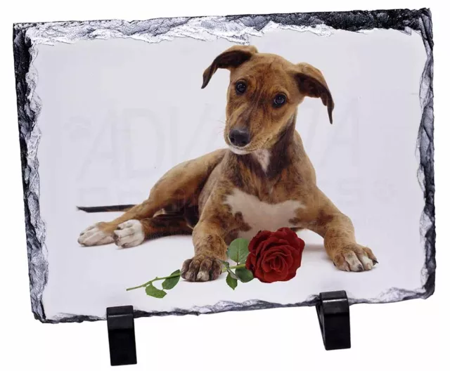 Lurcher Dog with Red Rose, Stunning Animal Photo Slate, AD-LU2RSL